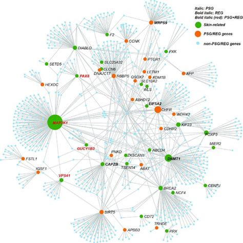 Protein Protein Interaction Networks Of Positively Selected Genes And