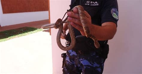 G1 Guarda Municipal Captura Cobra Em Parque De Botucatu SP