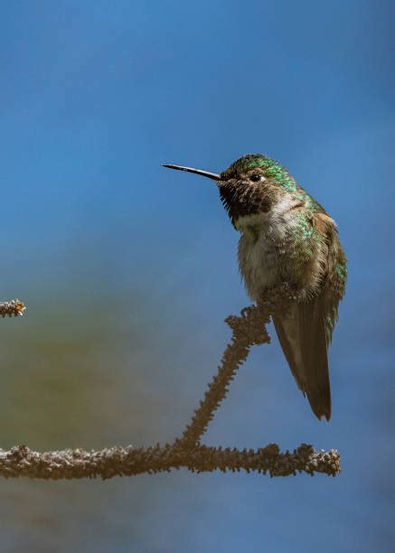 330 Colibrí Cola Ancha Fotografías De Stock Fotos E Imágenes Libres