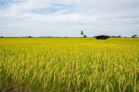 Premium Photo Yellow Green Rice Field