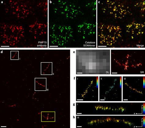 Intracellular Labeling And Dna Paint Imaging Of Catalase Proteins In