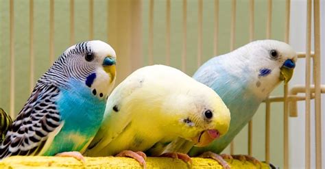 How Much Does A Parakeet Cost Parrotspedia