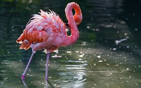 Fond D Cran Des Oiseaux Animaux La Nature Faune Flamants Roses