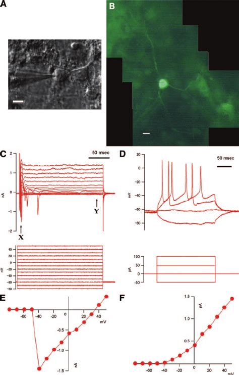 Electrophysiological Properties Of Embryonic Stem Cell Derived Neurons