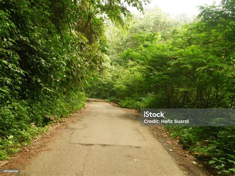 Jalan Hutan Yang Begitu Hijau Dan Indah Foto Ini Diambil Saat