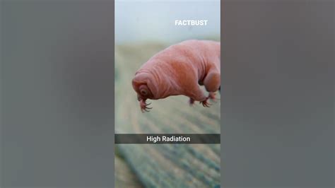 Tardigrade Can Live 30 Years Without 💦 Water Shorts Tradigrade Youtube