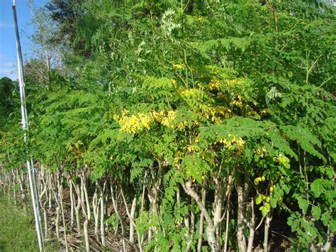 Moringa Oleifera Trees - MoringaTrees