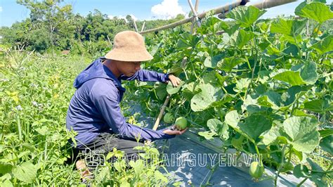 Khởi nghiệp bằng mô hình nông nghiệp hữu cơ Báo Thái Nguyên điện tử