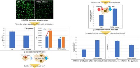 Cell Counting Kit 8 CCK 8 Cell Proliferation Cytotoxicity Assay Dojindo