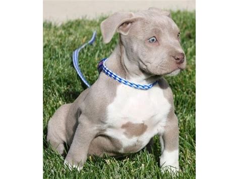 Blue Pitbull Puppies For Sale Virginia Pitbull Puppies For Sale