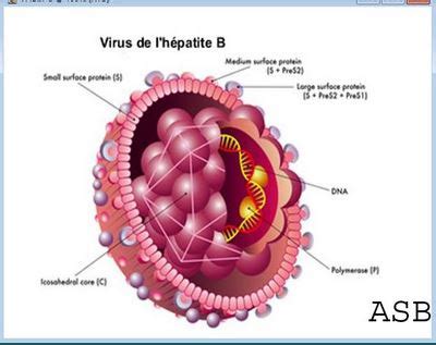 Hépatite B Causes Symptômes Traitements Tout savoir sur VHB