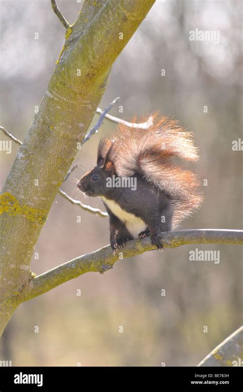 Eichhörnchen Sciurus Vulgaris Auf Ein Walnussbaum Im Garten