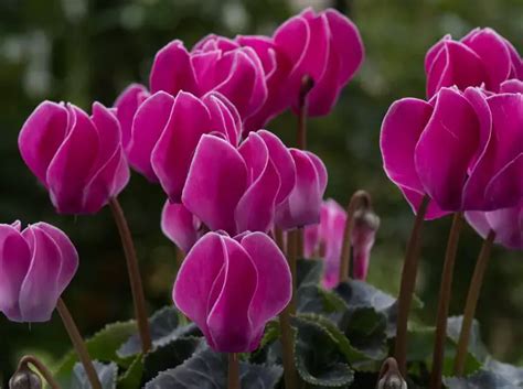 Que planter en décembre dans le jardin Fleurs et Légume