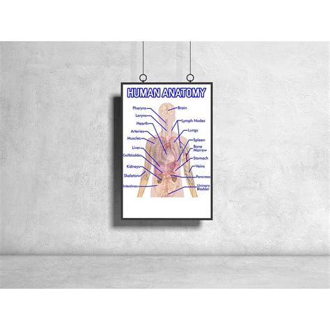 Jual Poster Kesehatan Human Anatomy Anatomi Ginjal Anatomi Jantung