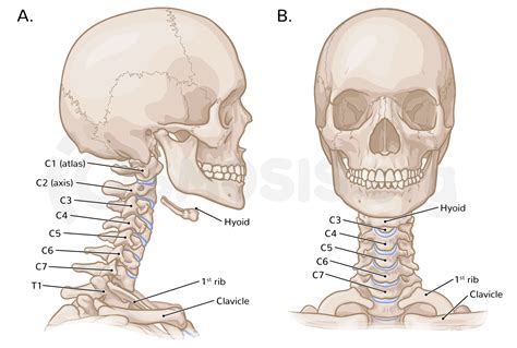 Images Of Bones