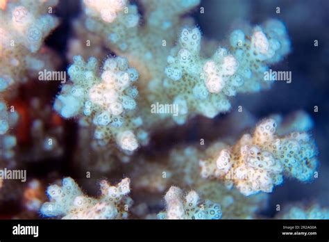 Close Up Showing The Intricate Detail Of Coral In The Red Sea Egypt