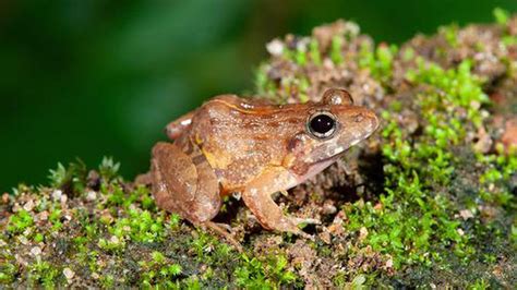 DU Researchers Discover New Frog Species In Western Ghats The Hindu