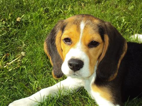 Beagle Puppy Training - How To Train Beagle Dog [4 TIPS] | PetShoper