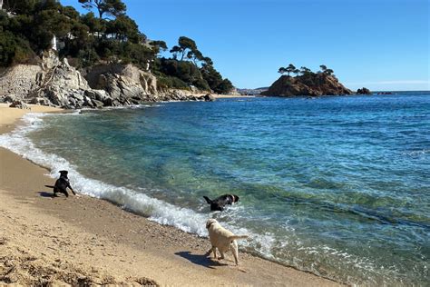 Calonge I Platja D Aro Estrenen Platja Per A Gossos R Dio Capital De