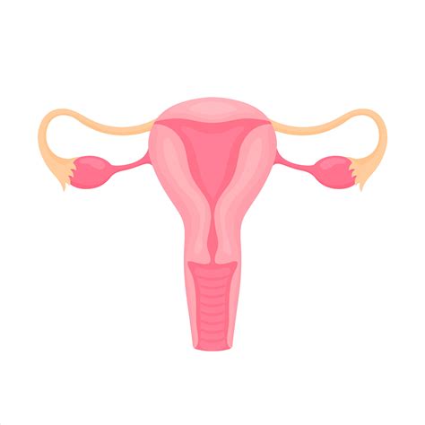 Internal Female Reproductive System