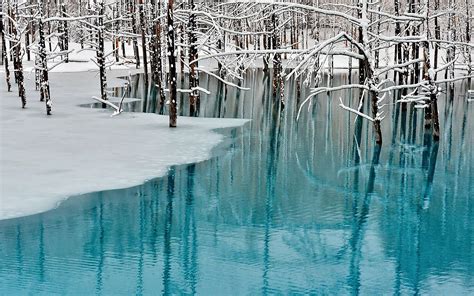 Beautiful Frozen Forest wallpaper | 1920x1200 | #29339