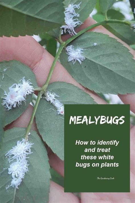 Mealybugs on Plants - Houseplant Pests - Mealybug Treatment