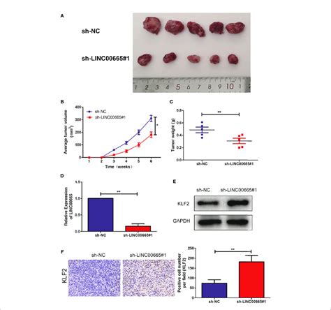 Knock Out Of Linc Inhibited Tumorigenic Ability In Nude Mice