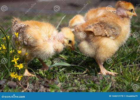 Yellow Chickens On The Grass And On A Natural Background On The Farm