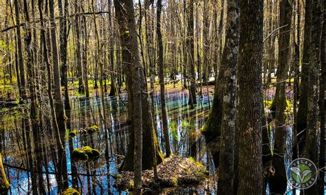 The Ultimate Guide to Camping at Congaree National Park, South Carolina ...