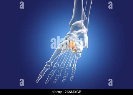 Lateral cuneiform bone, illustration Stock Photo - Alamy