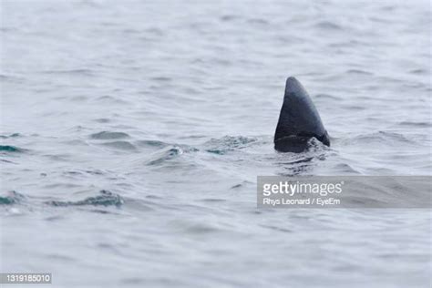 Basking Shark Fotografías E Imágenes De Stock Getty Images