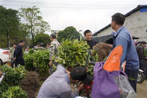 强信心 起好步 开新局 防城区 “小树苗”长成为乡村振兴的“大产业”手机新浪网