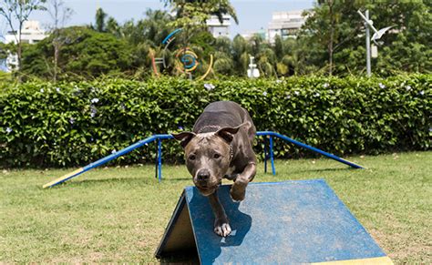 C Mo Entrenar A Un Perro Con Un Silbato Aprende Institute