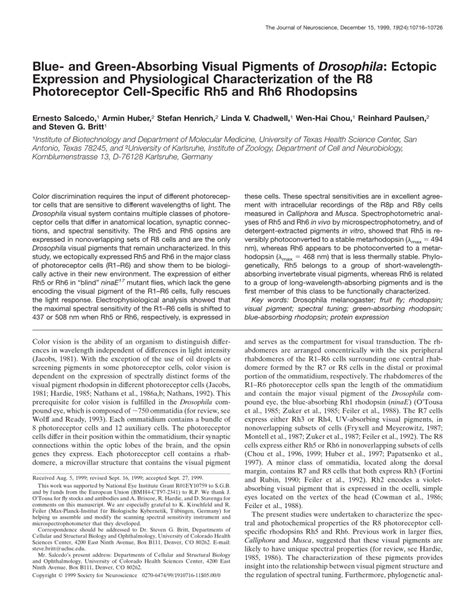 Pdf Blue And Green Absorbing Visual Pigments Of Drosophila Ectopic