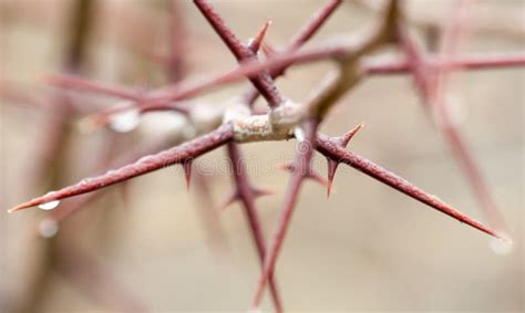 Very Sharp Spines On A Bush Branch In Early Spring Stock Image Image