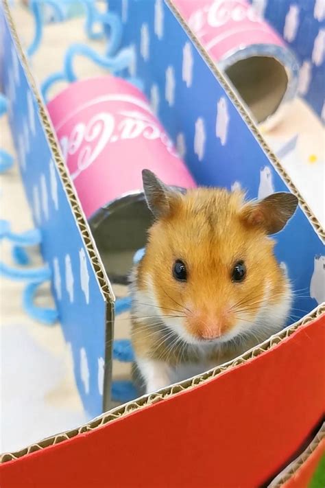 Hamster Hamster Wheel Hamster Ball Hamster Food Hamster Cage Cute