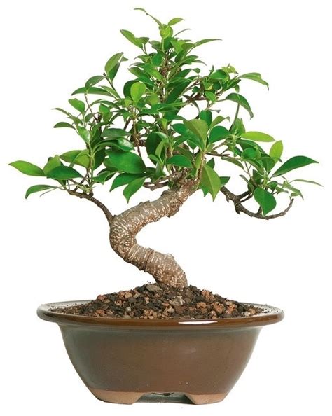 Prezzi Bonsai Attrezzi E Vasi Per Bonsai Bonsai Prezzi