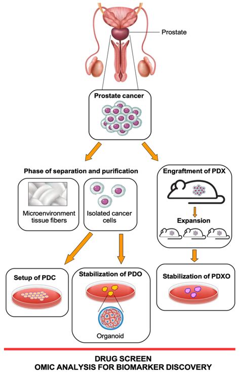 Schematic Workflow Of Three Patient Derived Models Pdc Download