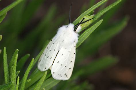 Photo De Spilosoma Lubricipeda La Galerie De Quel Est Cet Animal