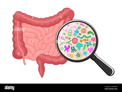 Intestines Microscopic Bacterias Magnification Human Intestine