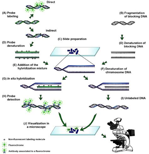 Main Steps Of The Genomic In Situ Hybridization Gish A Direct And Download Scientific