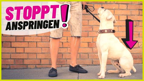 Hund Anspringen abgewöhnen So einfach klappts YouTube