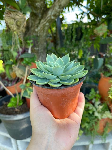 Echeveria Blue Atoll Rare Succulent Live Plant Etsy