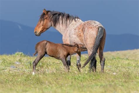 Wild Horse Mare And Cute Foal Stock Image Image Of Foal Freedom