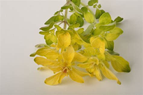 Golden Oregano Plant Close Up In Early Summer Stock Image Image Of