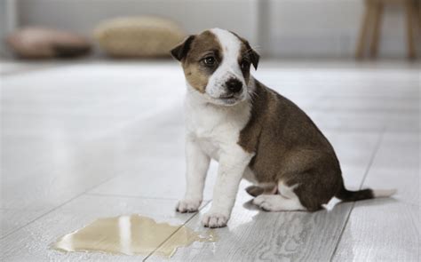 Apprendre à son chiot à être propre Comportement Animal