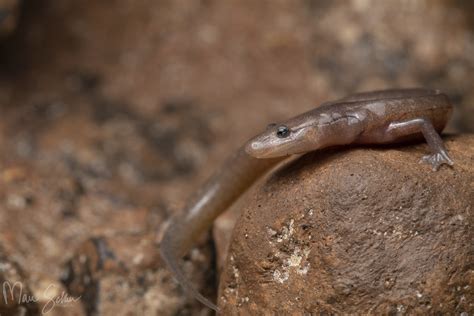 Southern Grotto Salamander Eurycea Braggi Arkansas Flickr