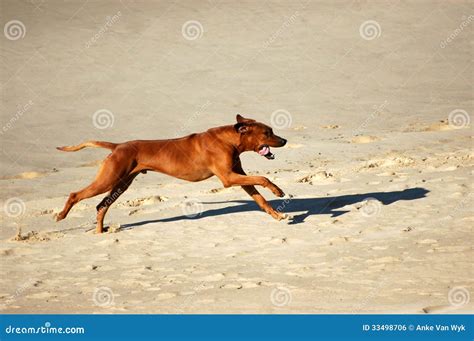 Happy Running Dog Stock Photo Image Of Fast Ridgeback 33498706