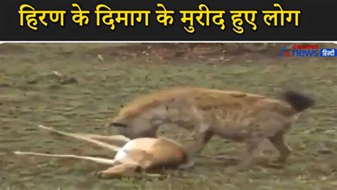 भेड़िया और तेंदुए को हिरण ने बनाया बेवकूफ पास आए दोनों तो किया मरने का नाटक Deer Fooled The