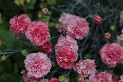 Carnations Plant Care And Growing Guide